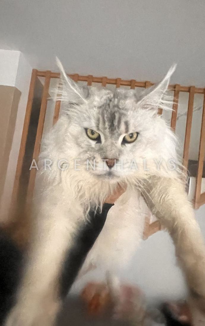 Maine Coon silver adulte de face, tête large et crinière