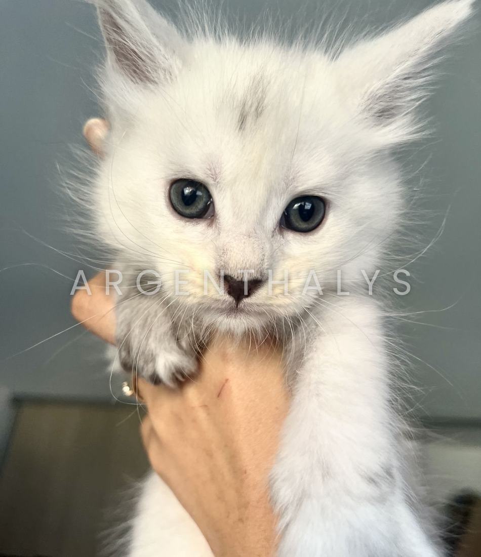 Très jeune chaton silver, yeux bleu-vert, une marque grise sur le front