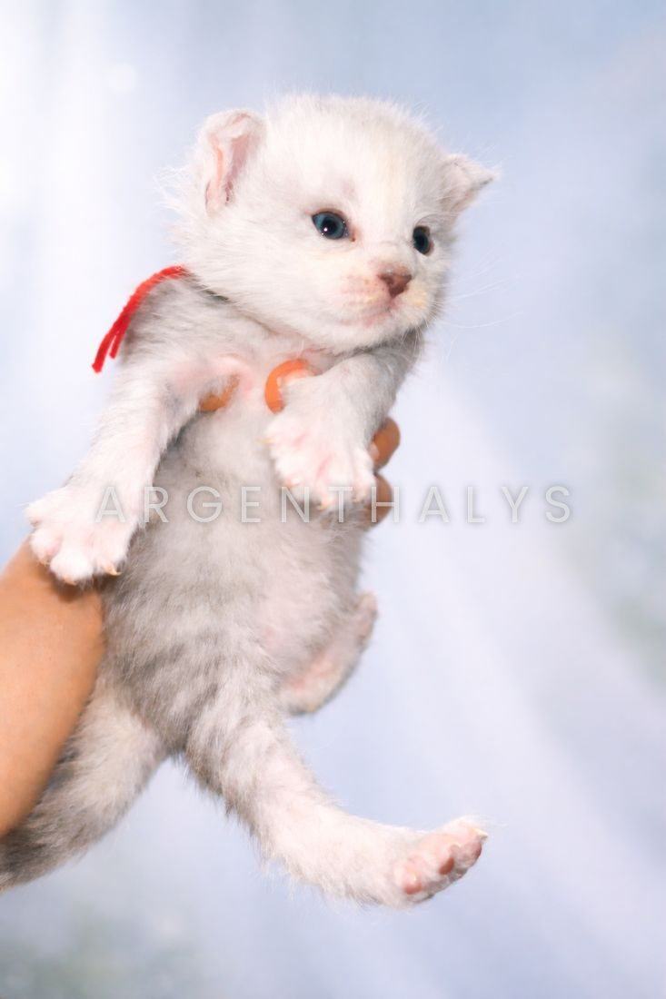 Le même chaton silver, les premiers jours