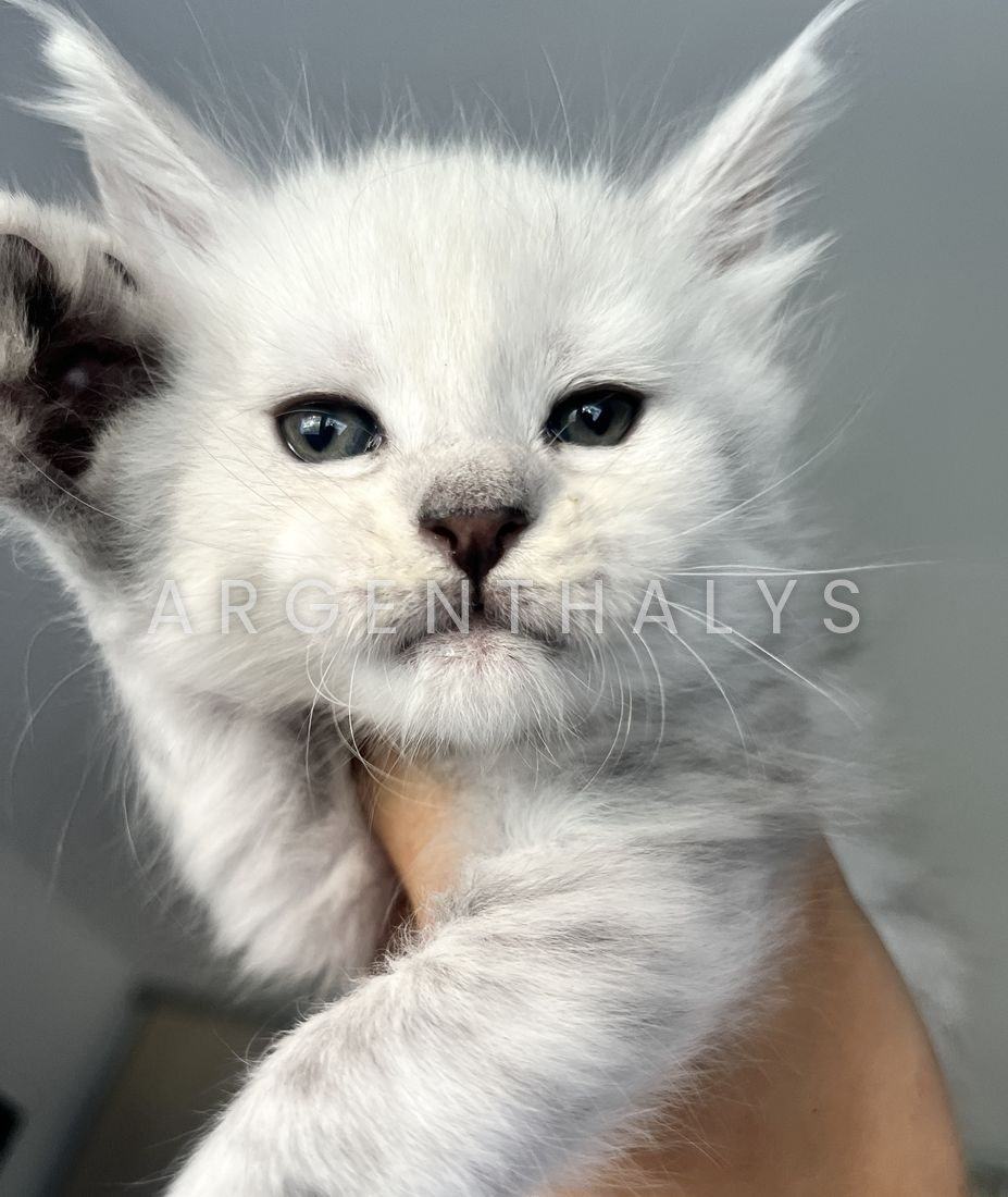 Le même chaton silver, quelques semaines