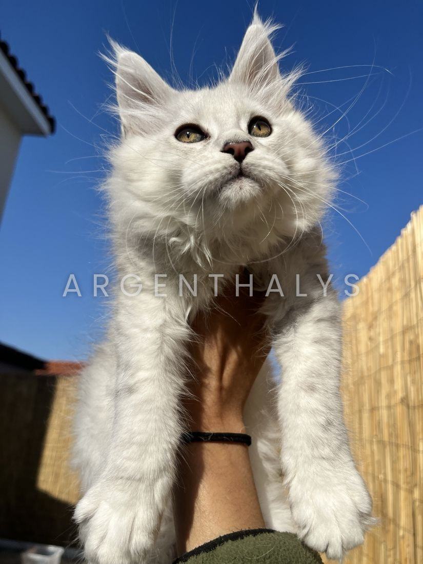 Le même chaton silver, trois à quatre mois