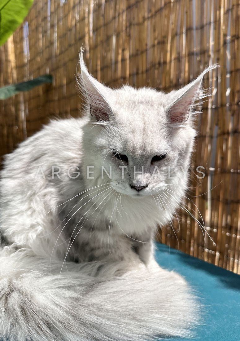 Le même chaton silver, cinq à six mois