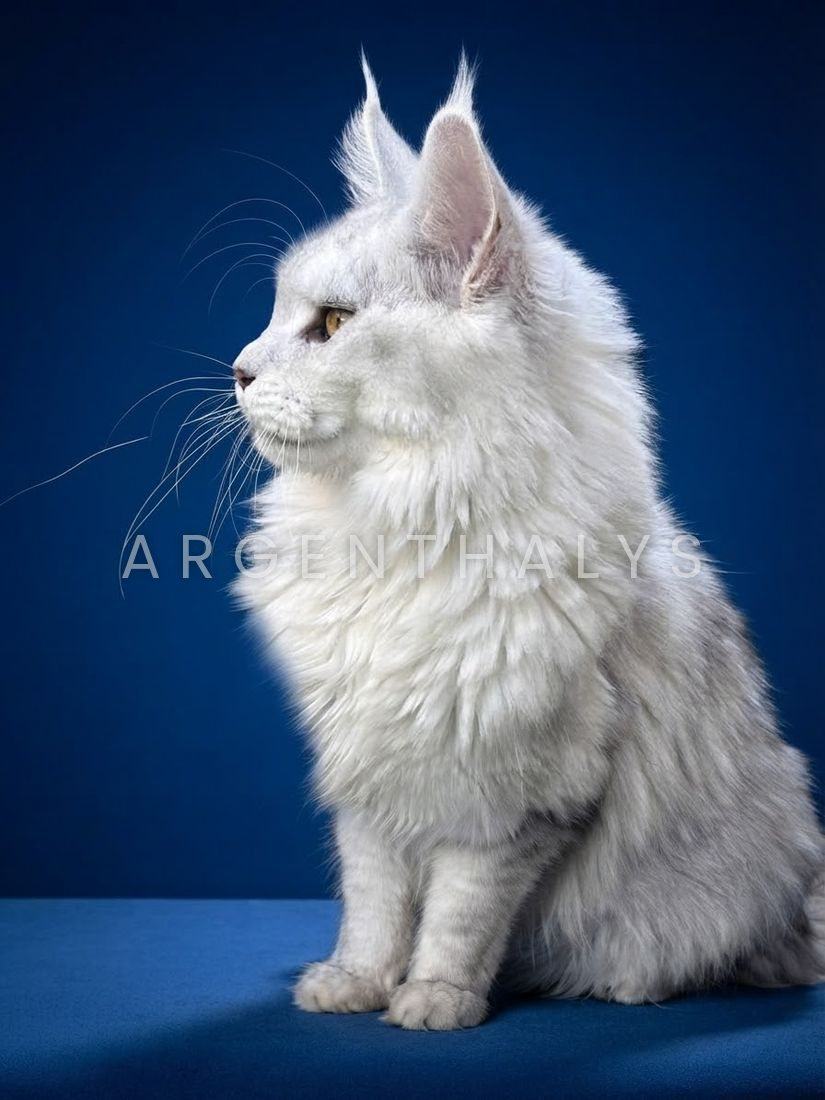 Le même chaton silver, neuf mois