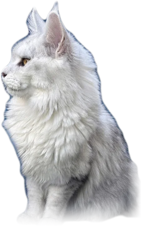 Brume, Maine Coon silver shaded assise de profil