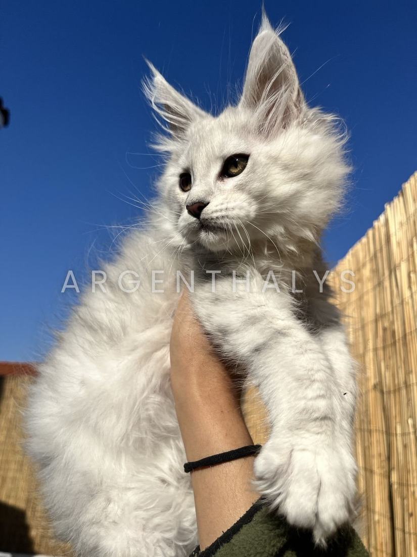 Chaton silver tenu en contre-plongée sur fond de ciel bleu, pattes avant légèrement marquées de gris