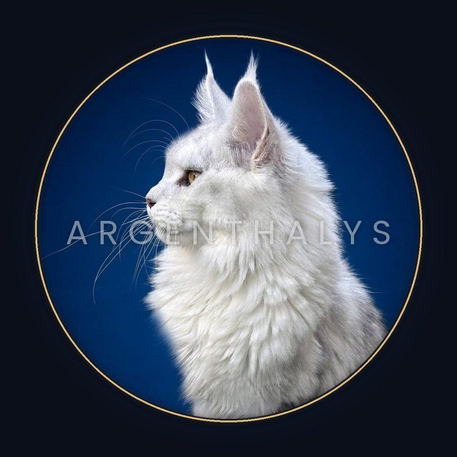 Maine Coon silver shaded de profil