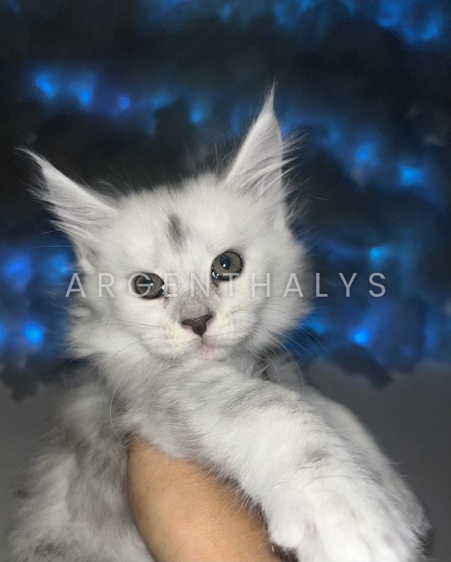 Chaton silver avec une marque frontale et des marques grises sur la patte