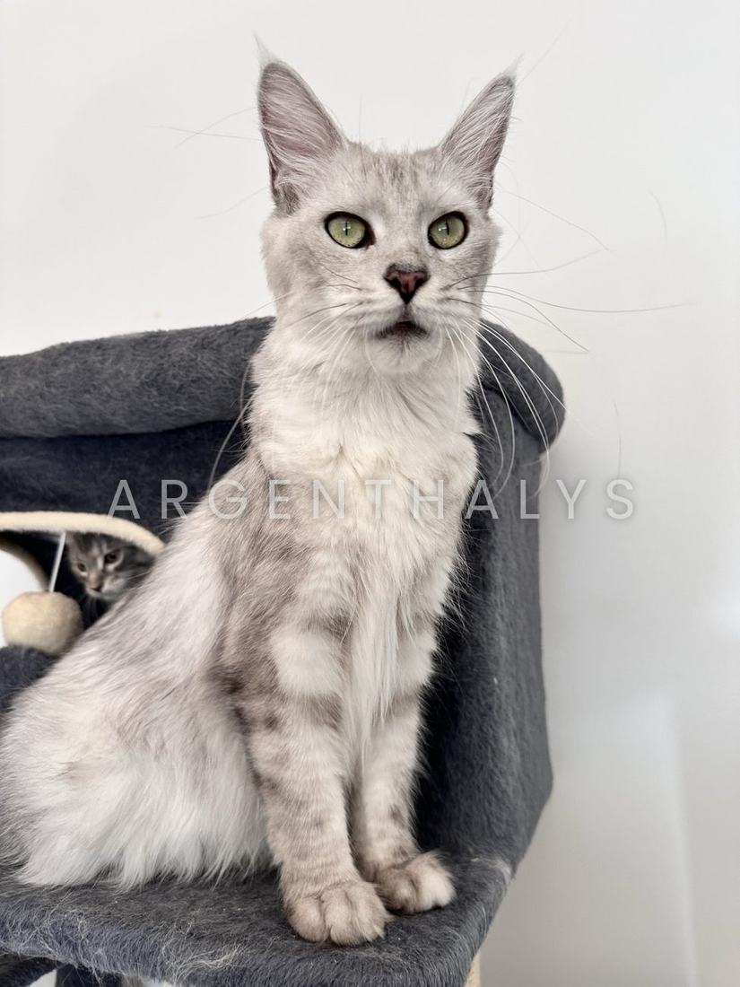 Unique, Maine Coon silver assise sur un arbre à chat